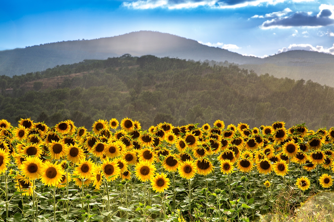 Uralub Sonnenblumen