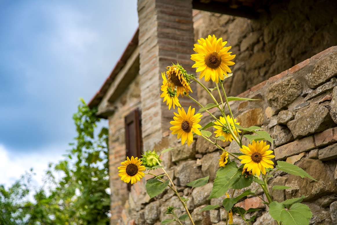 Sommerferien-Sonnenblumen 2024 Max Ruf